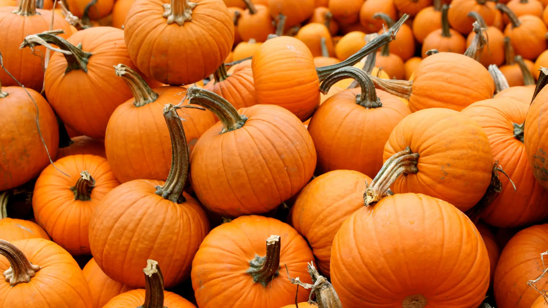 Pile of many pumpkins.